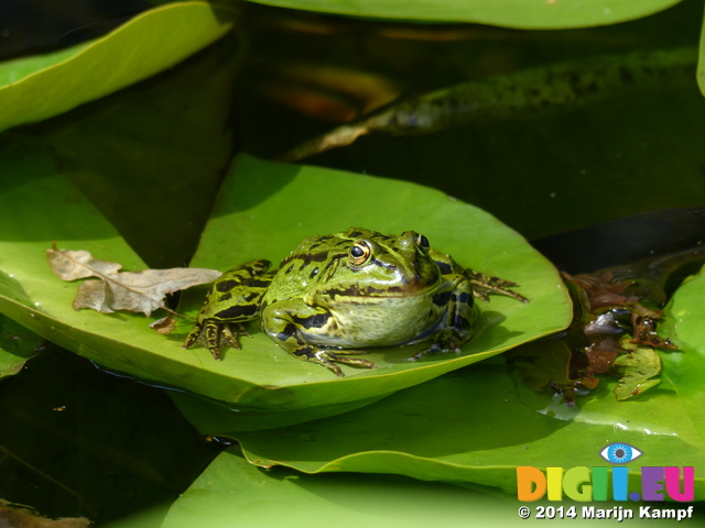 FZ008370 Marsh frog (Pelophylax ridibundus) on leaf